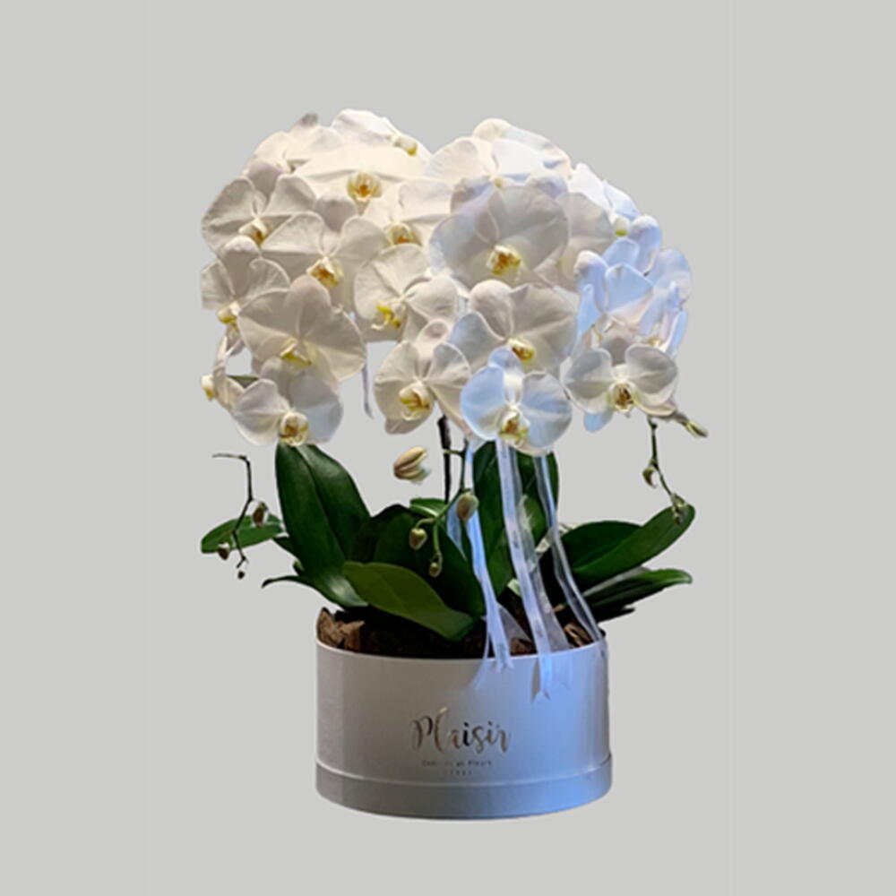 Ultra Luxe White Orchids and Blue Roses Gift Set